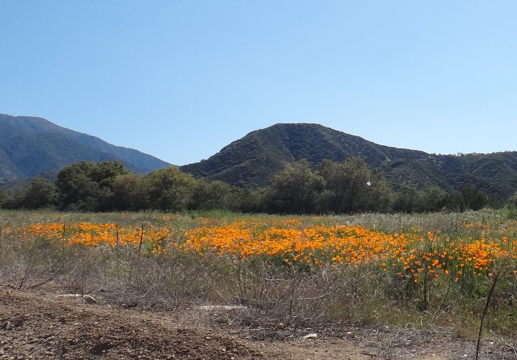 Poppies